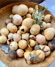 Load image into Gallery viewer, Oak Gall Workshop at Columbia Land Trust